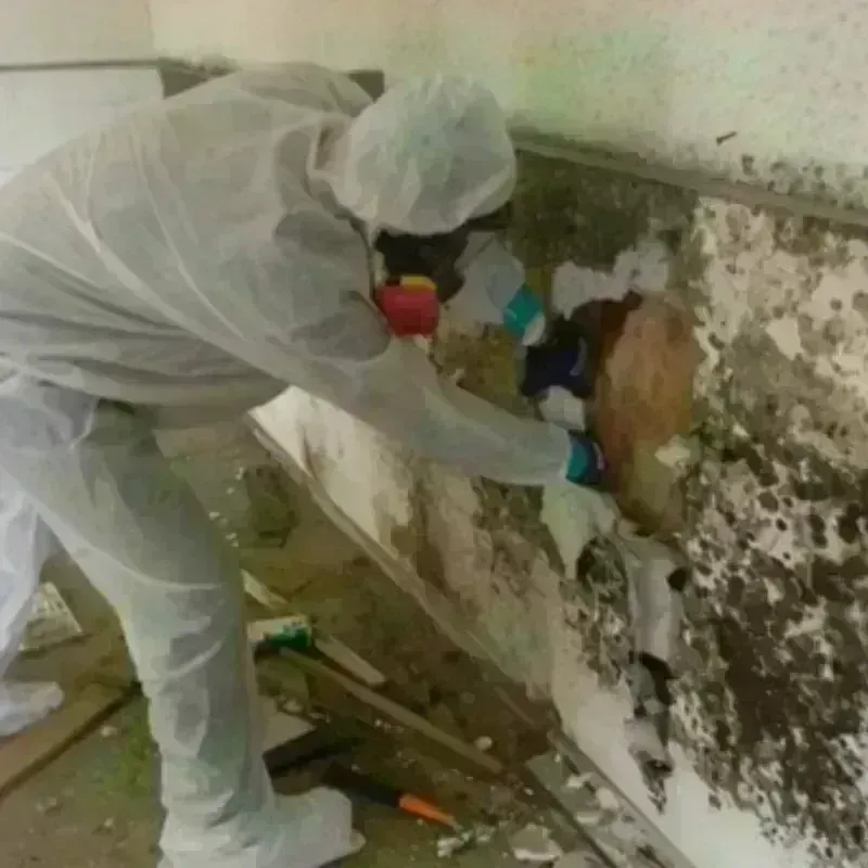 Mold Remediation and Removal in Muskego, WI